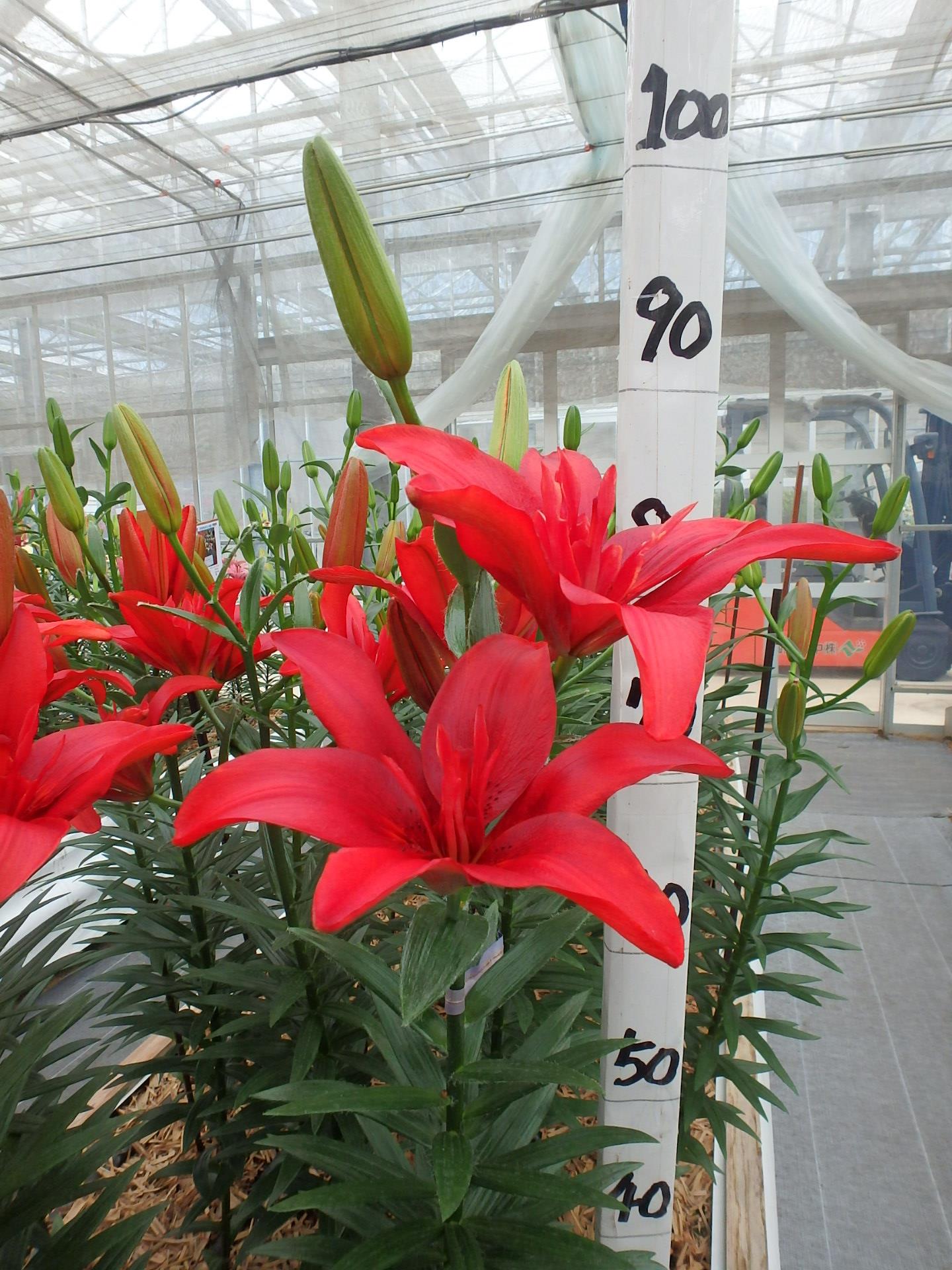 バルドイーグル（花粉無し）